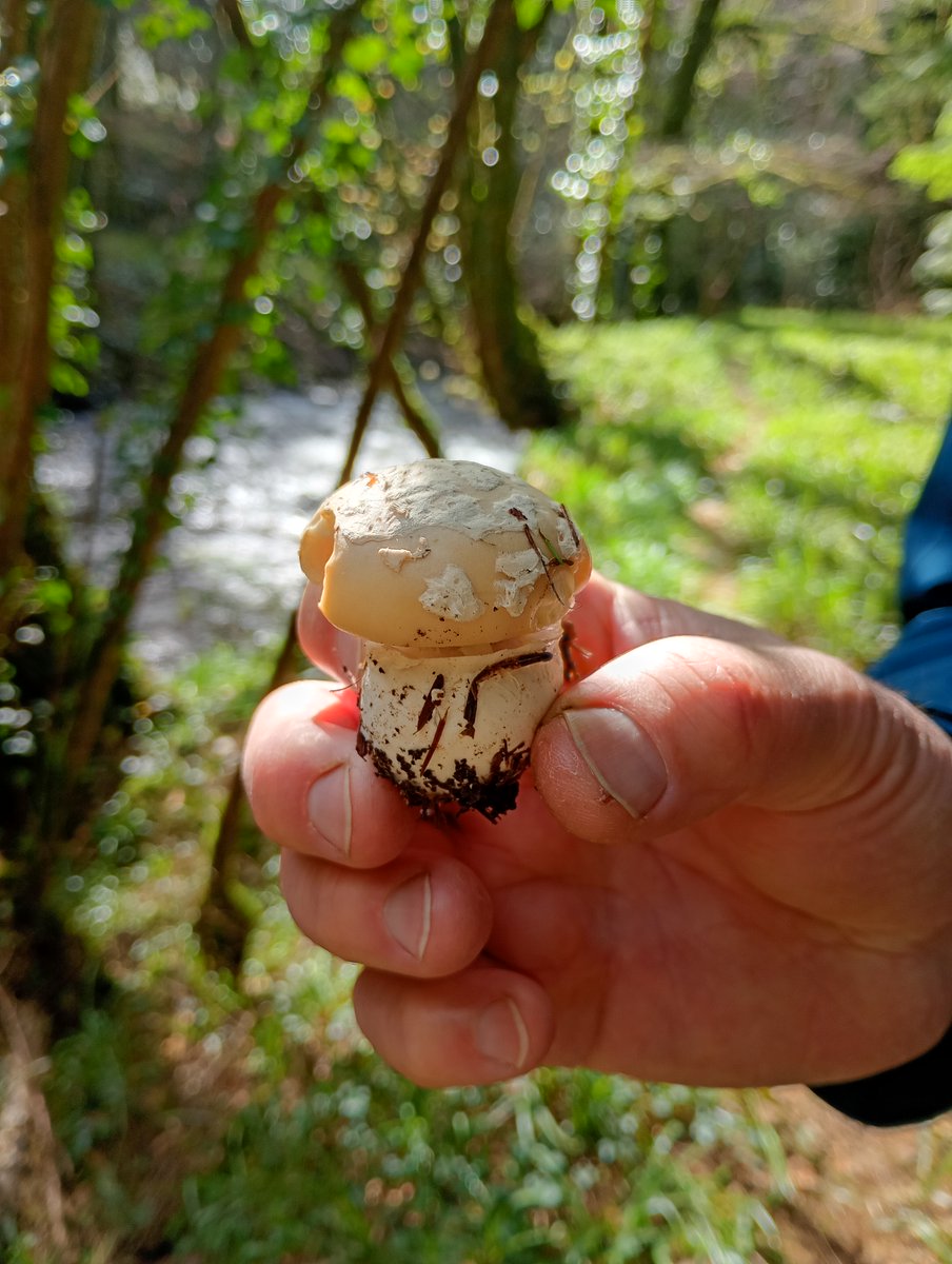 DriftwoodVegans tweet media