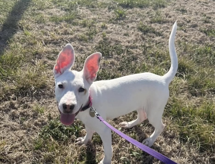 Pilots N Paws tweet media