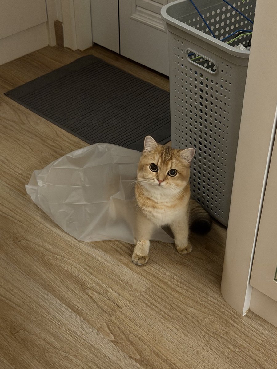 Taaom4EVE tweet media