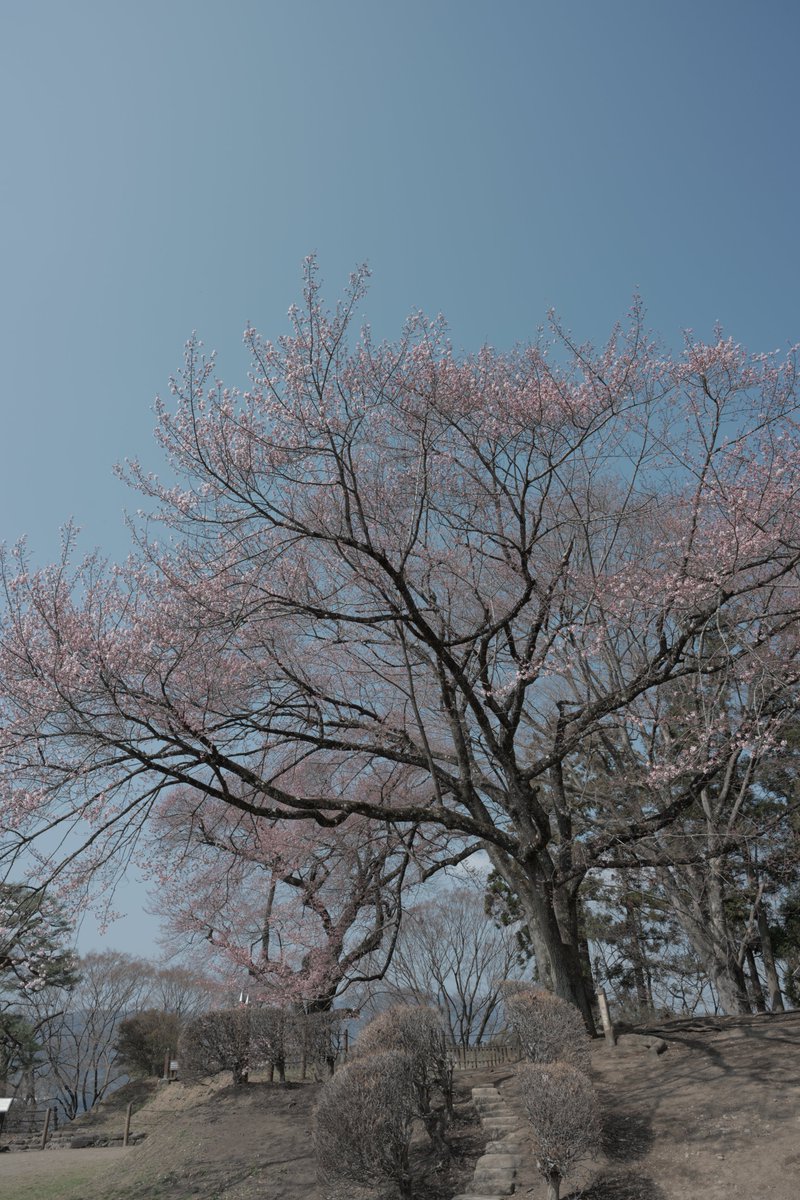 alpha★彡 tweet media