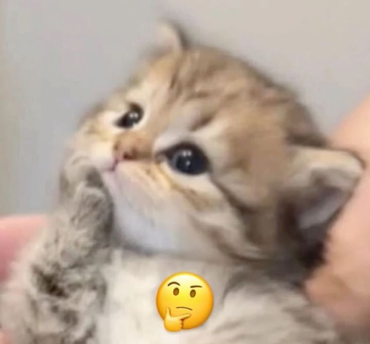 jiyel sdnk alay tweet media