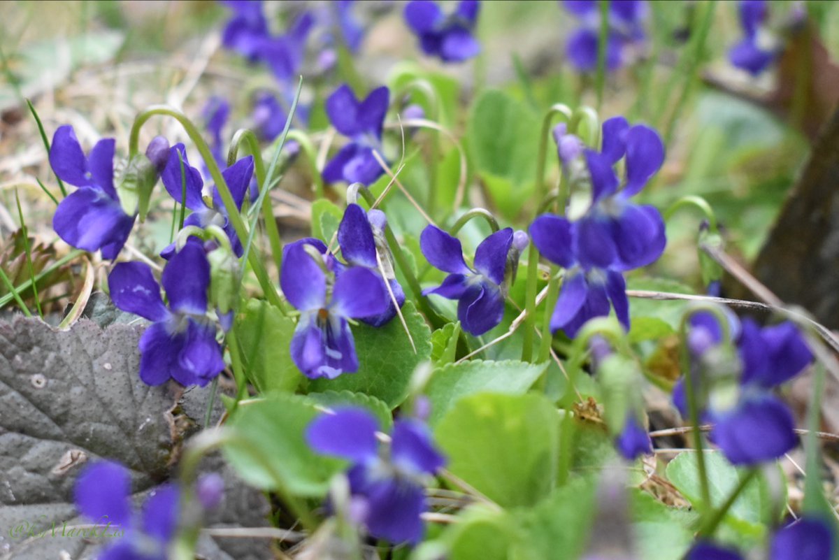 ks. Marek Lis ن tweet media