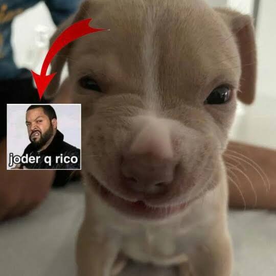 Survivol Peashouter tweet media