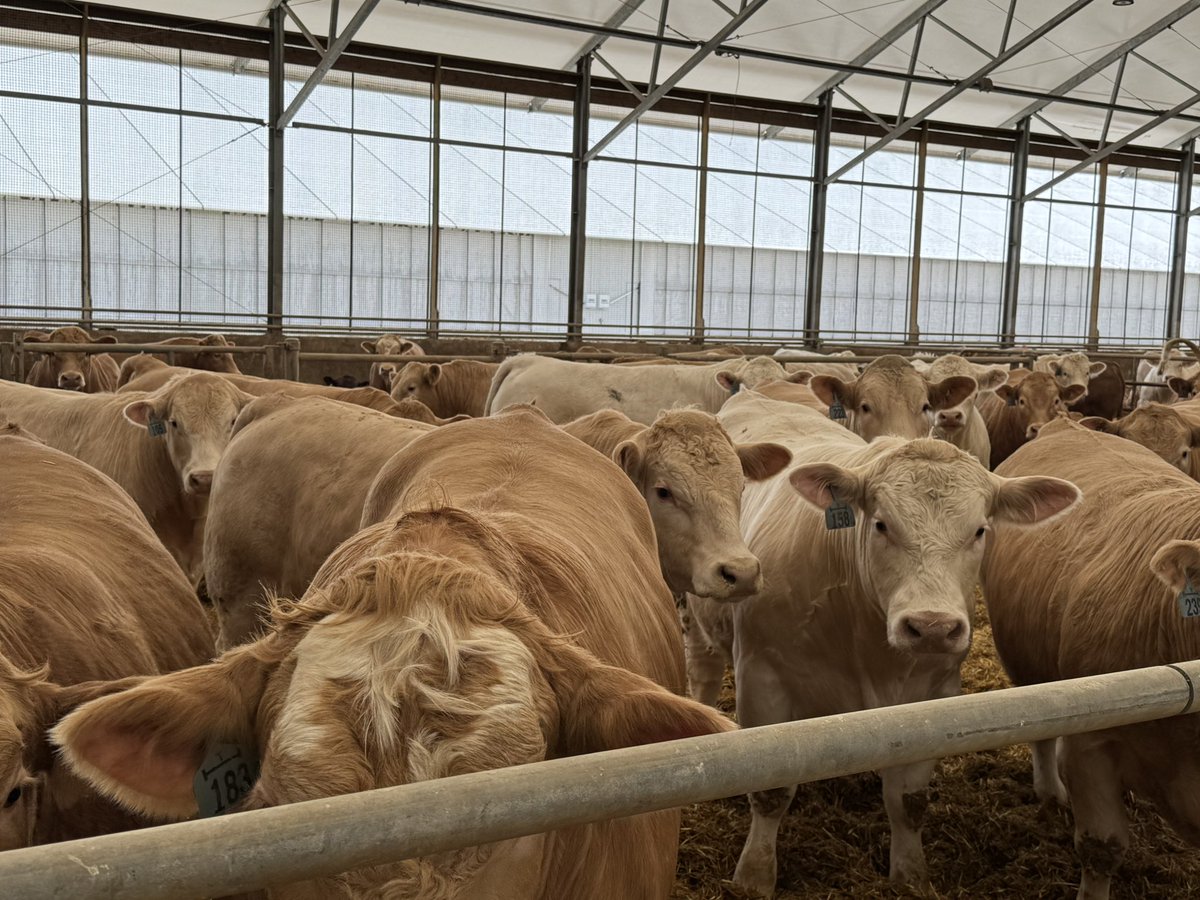 Ken Schaus 🇨🇦 tweet media