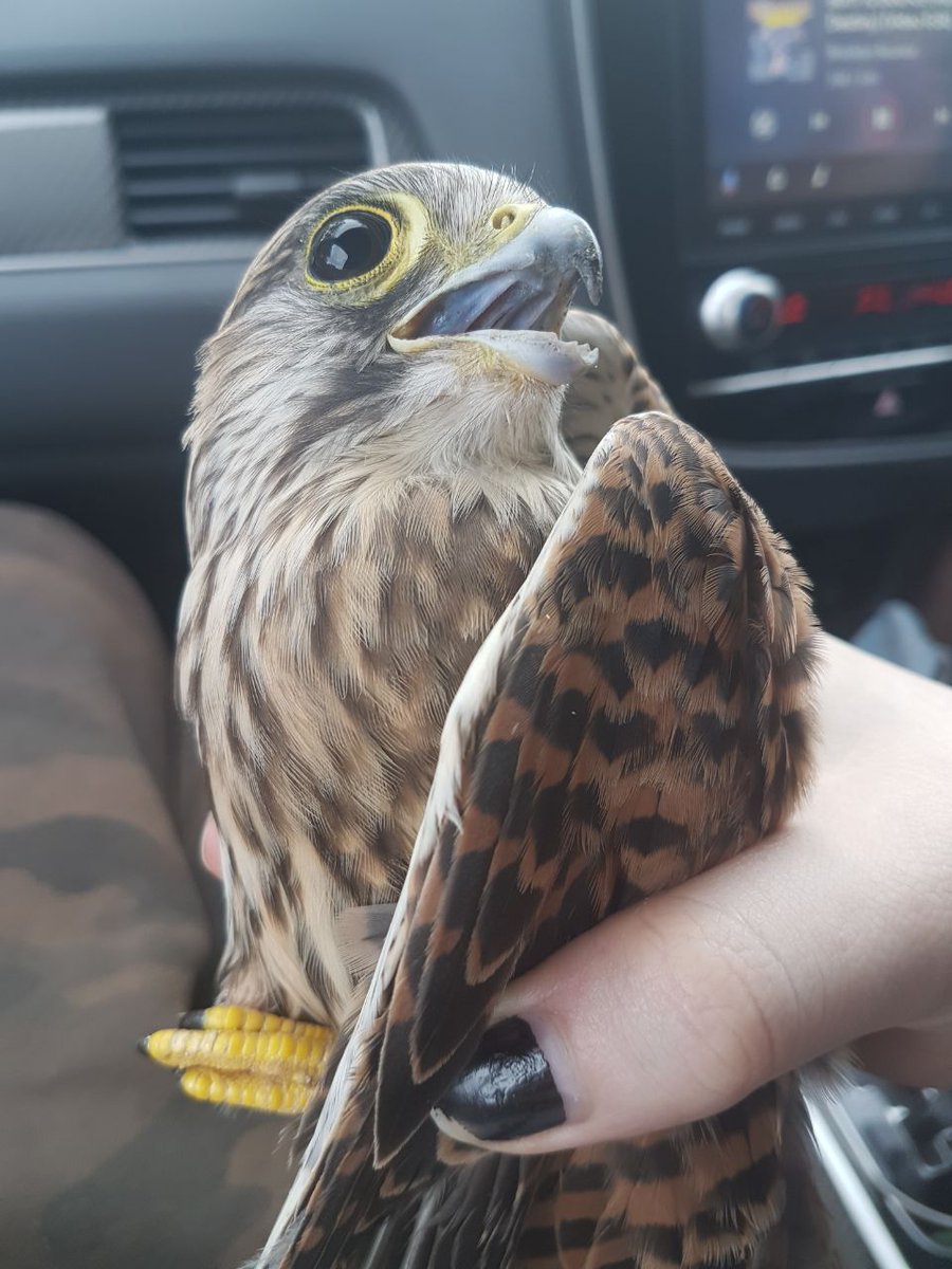 Monique Santificer tweet media