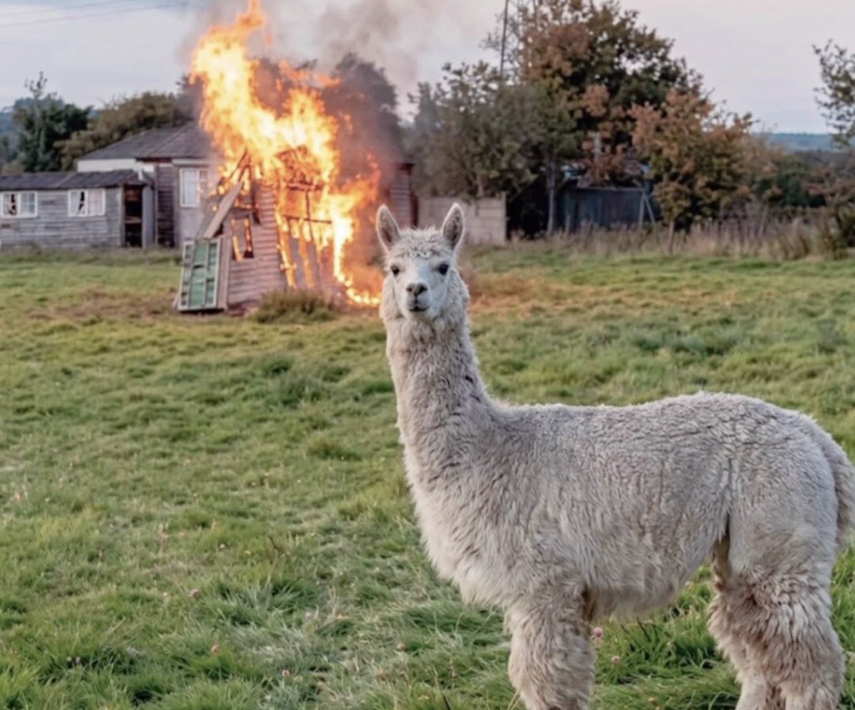 reeenenene tweet media