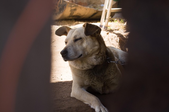 Dallas Lewis tweet media