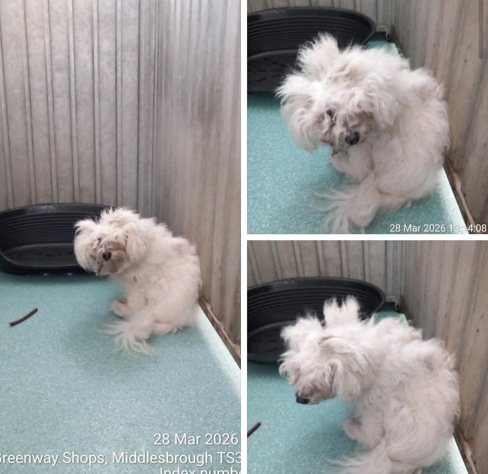 Urgent, please retweet APPEAL FOR INFORMATION abused dog found #Middlesbrough  #Yorkshire #UK  
28 March 2026
ANY INFORMATION PLEASE CONTACT MIDDLESBROUGH DOG WARDEN DIRECTLY
'Good afternoon everyone we have taken in this female terrier.  Her condition is absolutely terrible. She