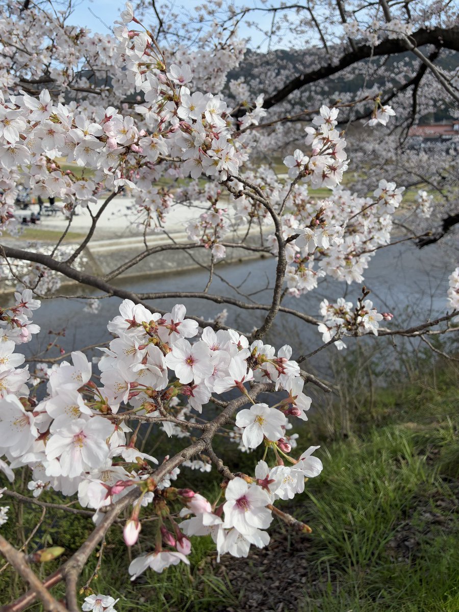 よま/ヤード推 tweet media