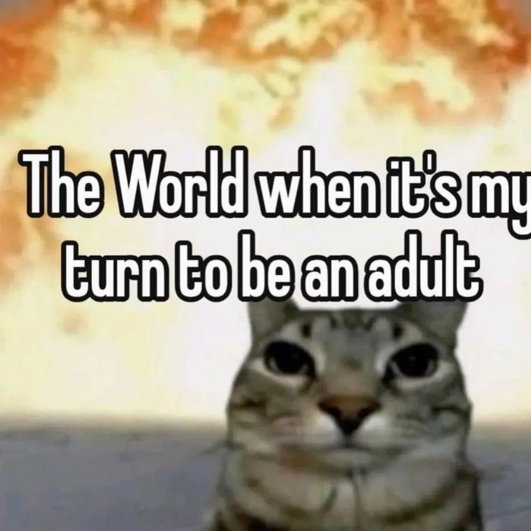 LiterallyMeCats tweet media