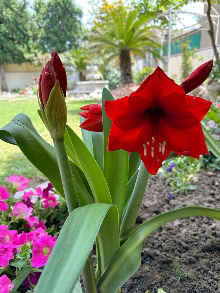 Naturepathway's tweet photo. Flowers are the smiles of the earth. 😊🌸
#SmilesOfTheEarth #EarthSmiles #FlowerQuotes #JoyInBloom #PoeticFlowers #NatureLover https://t.co/cVkOuBOK8f