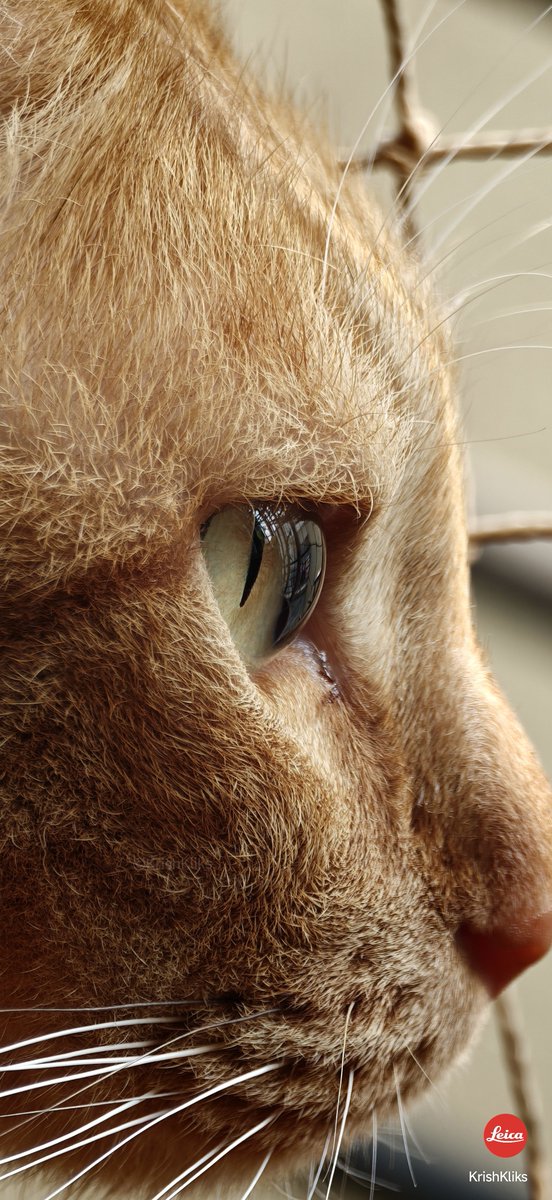 krishkliks's tweet photo. Hi cat lovers! I got something for you all... 😸🐱🐱😻
Macro is quite challenging in 17 Ultra cuz of the MFD, so I went for a zoom shot instead.
For this cat, I'm a total stranger, so I didn't get much closer.
All unedited pics ✅
Cropped!
3:4 👇
@s_anuj @atytse 
#Xiaomi17Ultra https://t.co/RBeJtgit1W