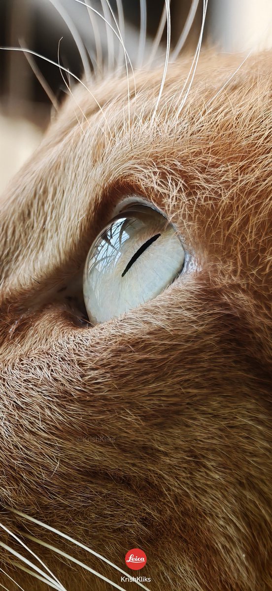 krishkliks's tweet photo. Hi cat lovers! I got something for you all... 😸🐱🐱😻
Macro is quite challenging in 17 Ultra cuz of the MFD, so I went for a zoom shot instead.
For this cat, I'm a total stranger, so I didn't get much closer.
All unedited pics ✅
Cropped!
3:4 👇
@s_anuj @atytse 
#Xiaomi17Ultra https://t.co/RBeJtgit1W