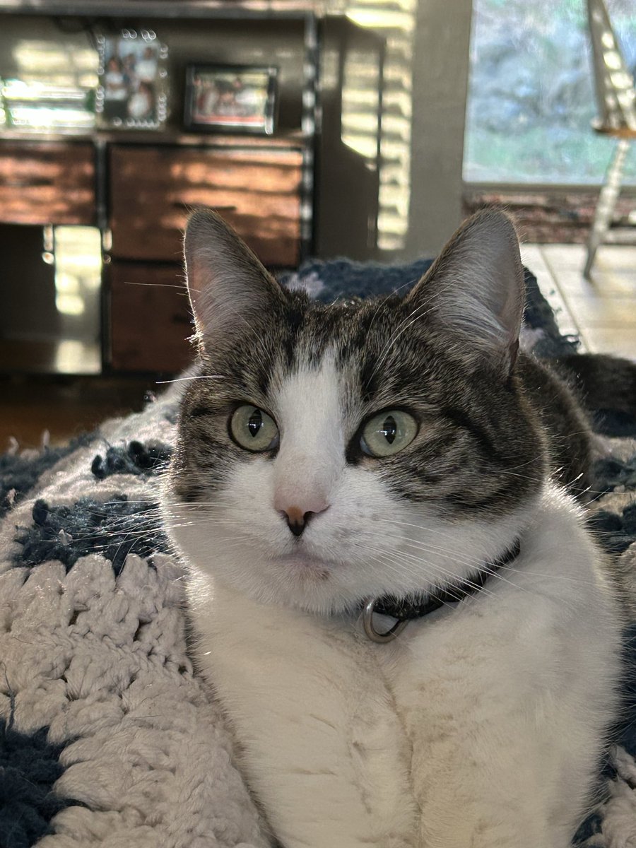 Detlef Schrempf-pilled tweet media