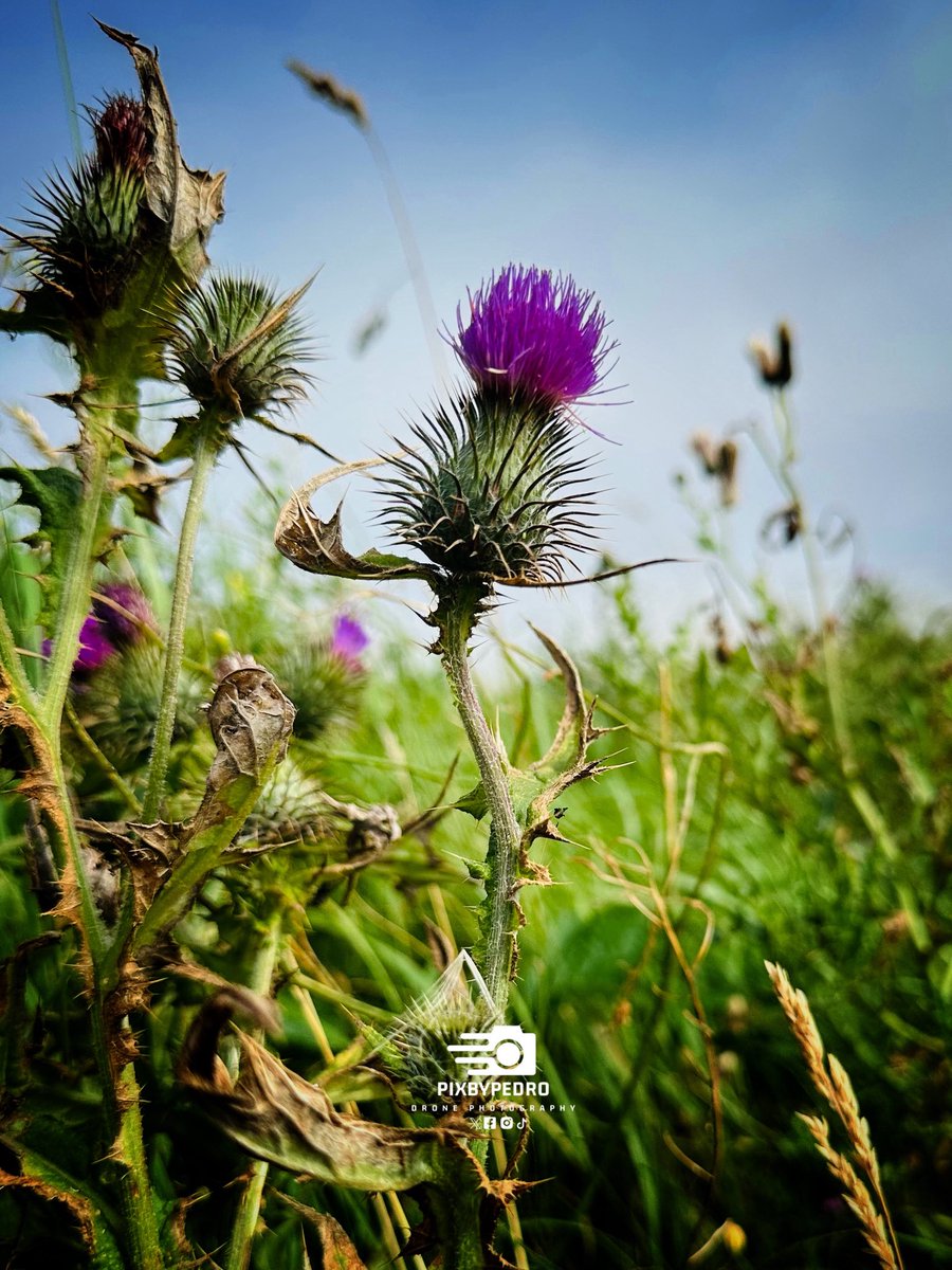 PixByPedro tweet media