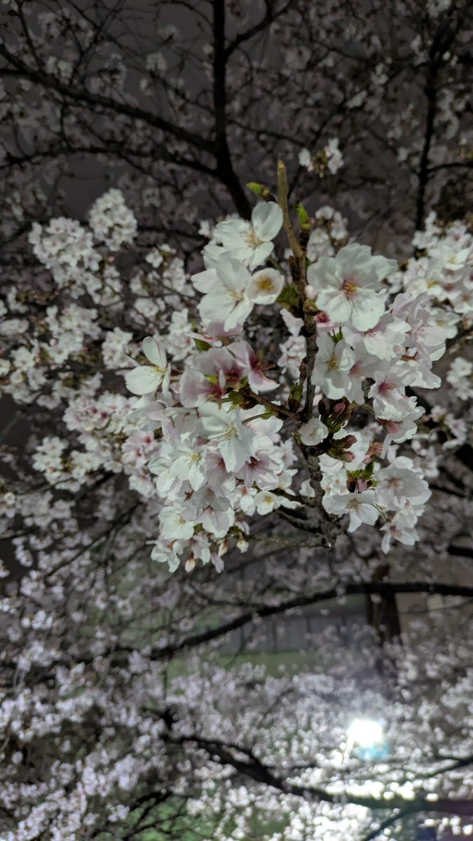 Hitomi_Vo tweet media