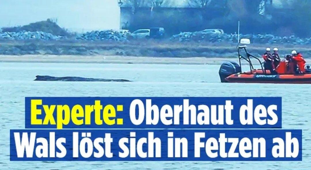 Mathias Schmidt tweet media