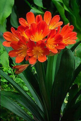 Naturepathway's tweet photo. Grow through what you go through. 🌱🌺
#GrowThroughIt #FlowerStrength #BloomAfterRain #ResilienceQuotes #KeepBlooming #LifeInFullBloom https://t.co/Aa3IhBP5xC