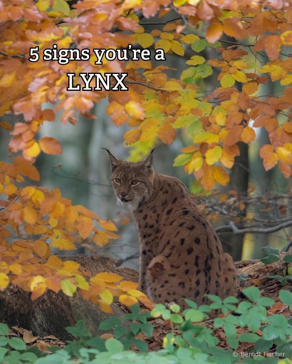 Lynx in VR tweet media