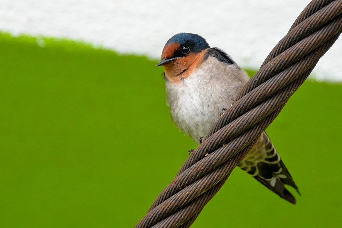Feathers in Wild_Hemant Kirola tweet media