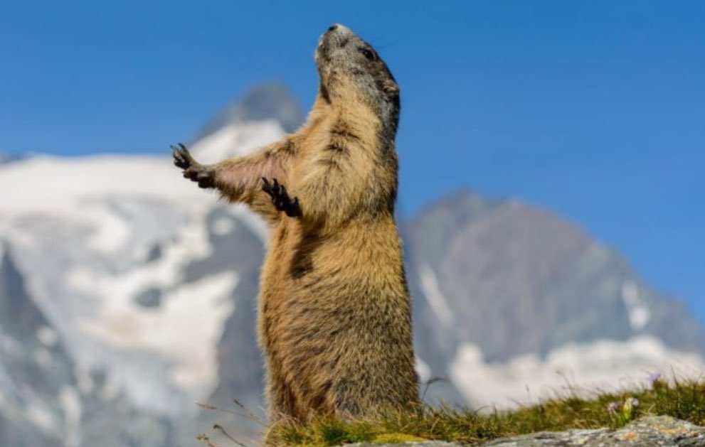 Moj siNe tweet media