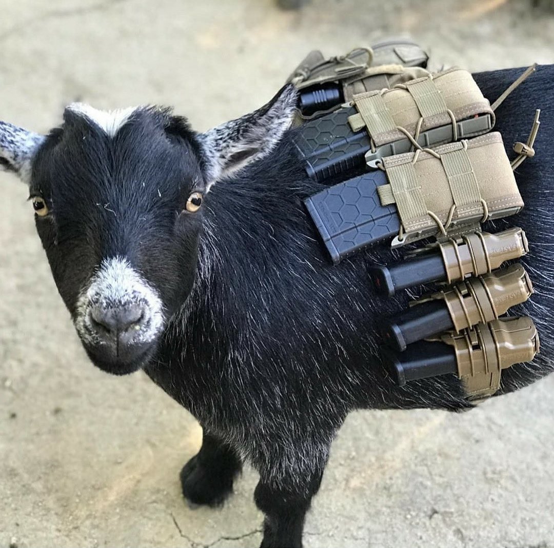 RÈBELs RÄÎDÈRs tweet media