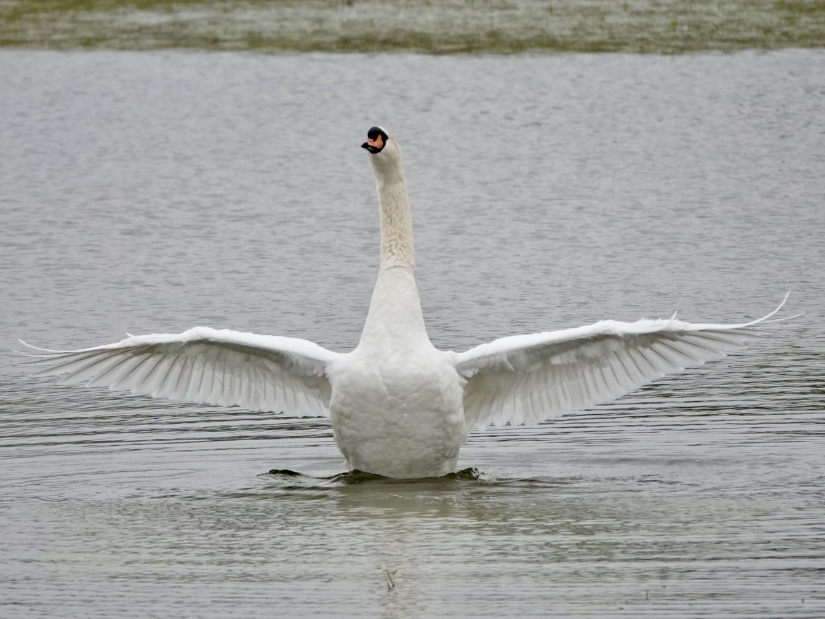 loosemum's tweet image. I hope everyone has had a wonderful Sunday #SwanDay 
Mute Swan, Summer Leys last week.