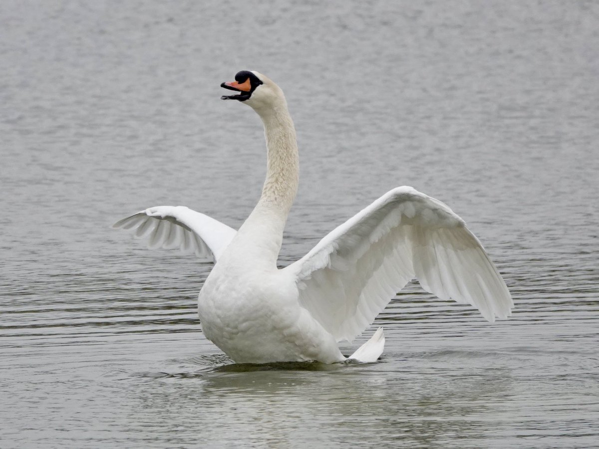 loosemum's tweet image. I hope everyone has had a wonderful Sunday #SwanDay 
Mute Swan, Summer Leys last week.
