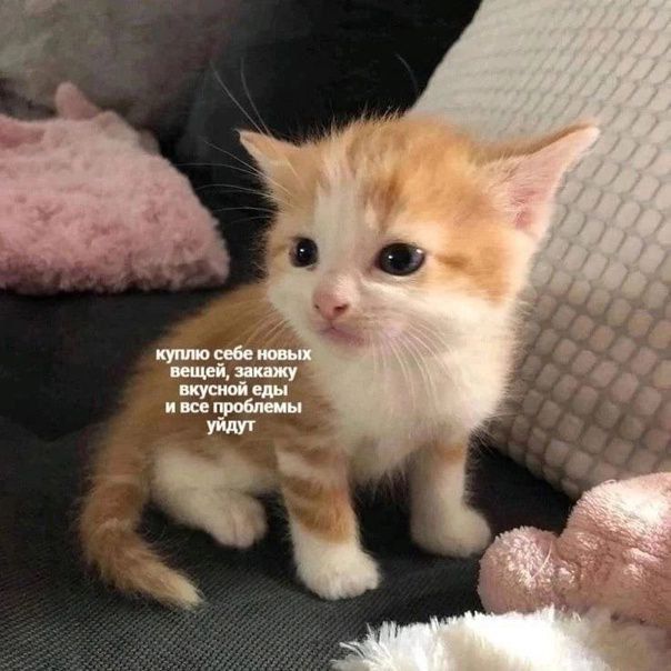 cats, i love cats tweet media