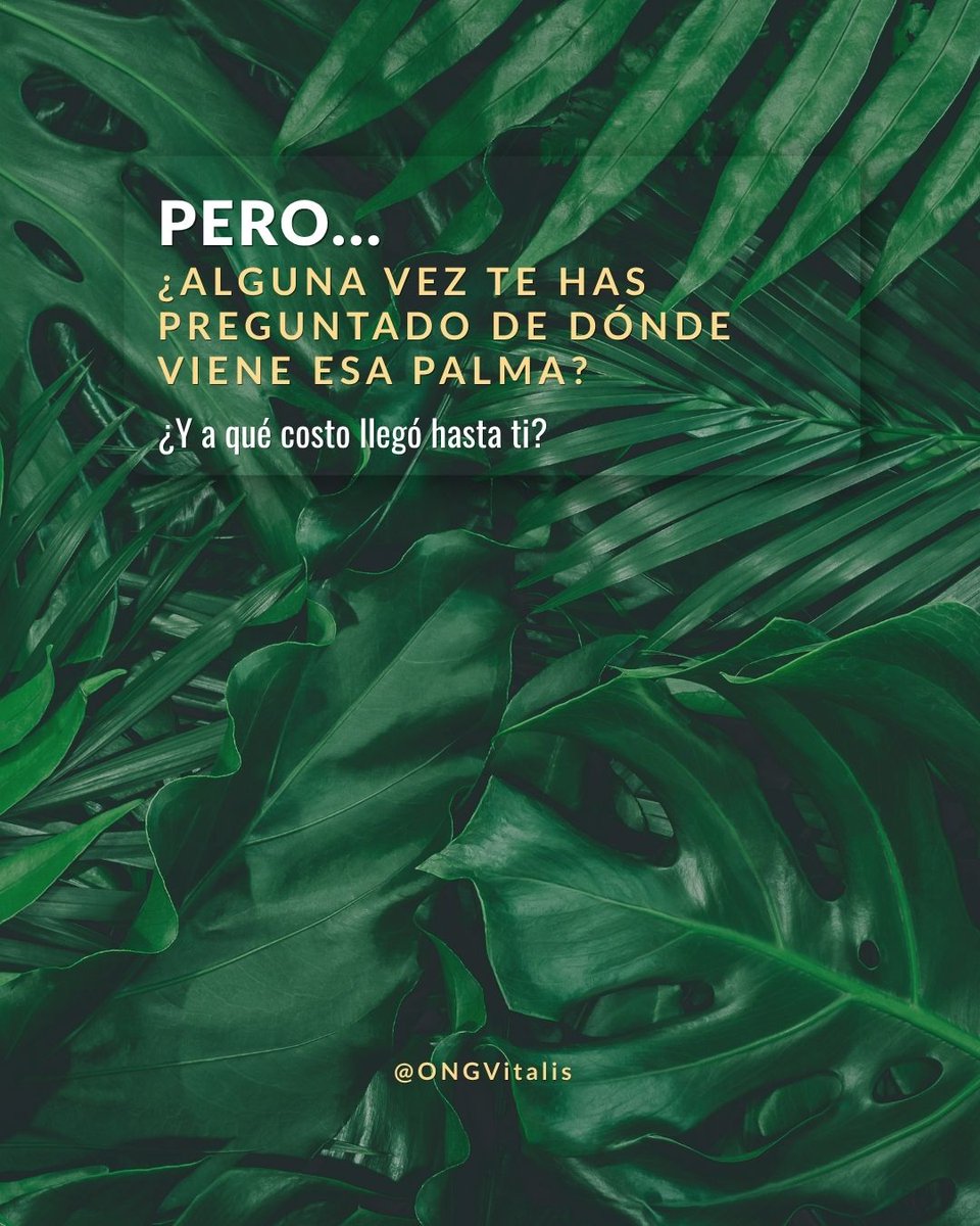 Vitalis - ONGVitalis tweet media