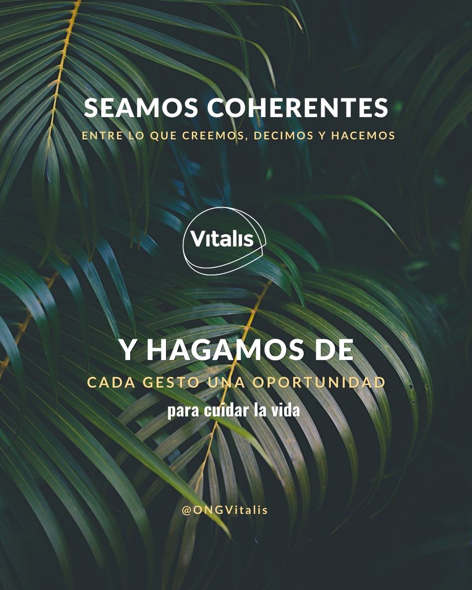 Vitalis - ONGVitalis tweet media