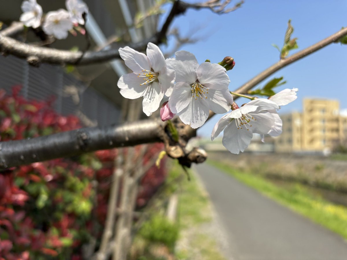 にほんもの・ニホンモノ・日本物 tweet media