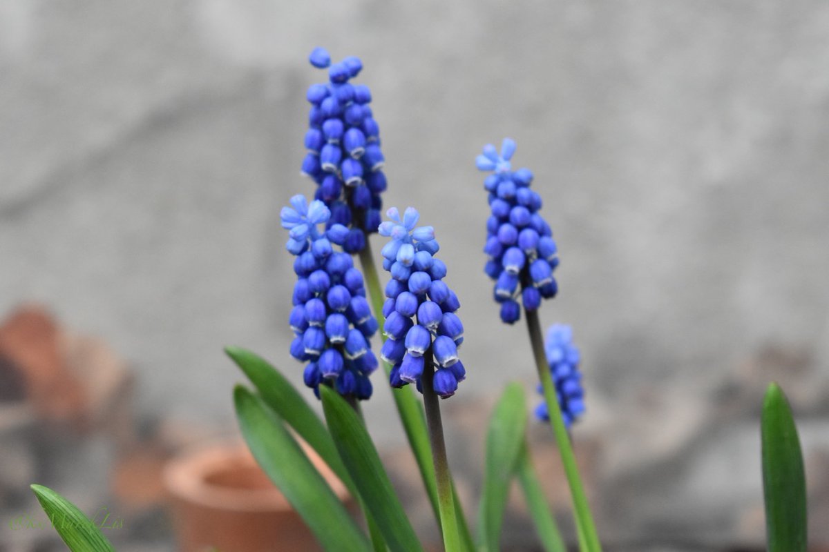 ks. Marek Lis ن tweet media