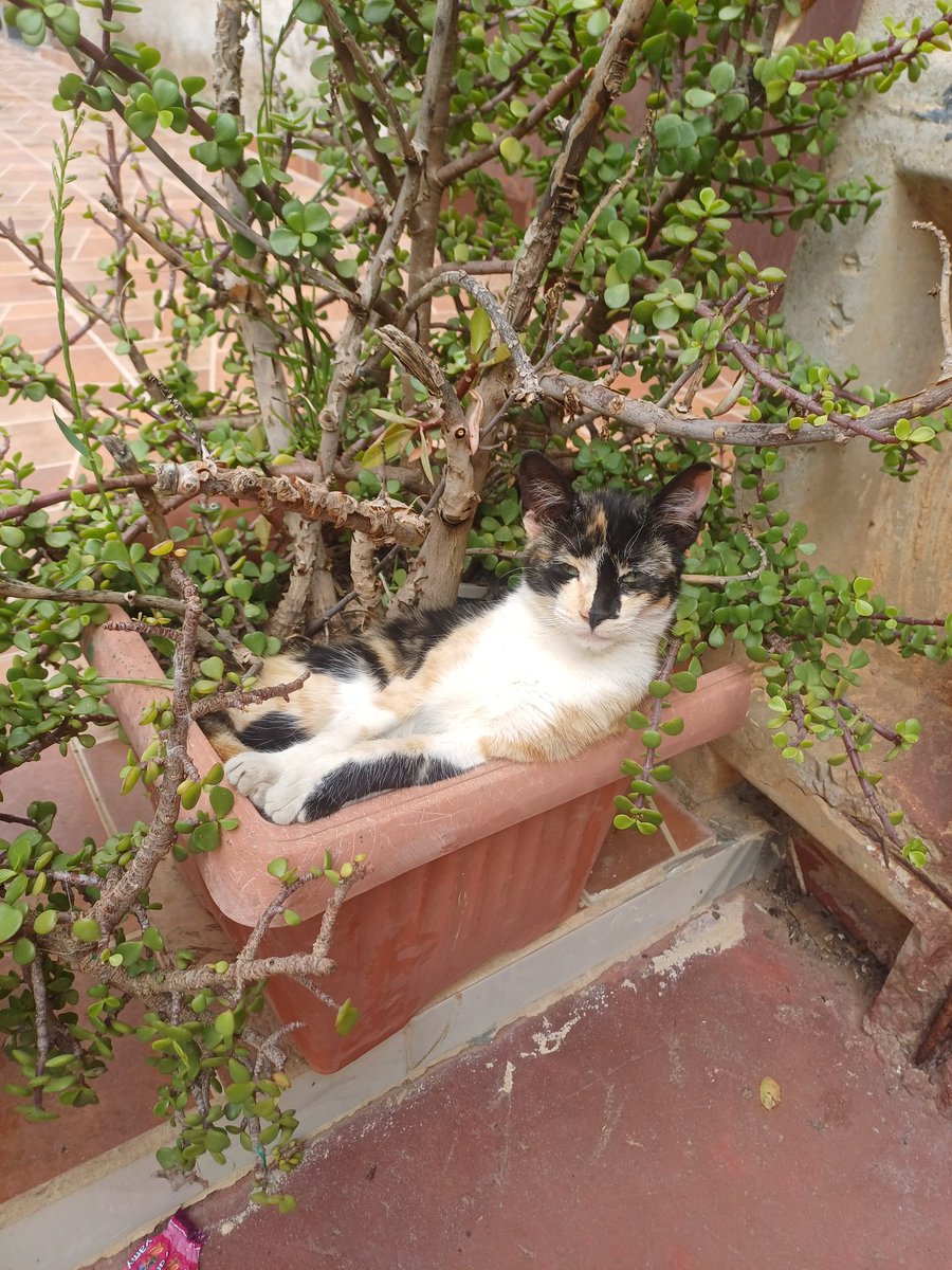 I feed stray cats every day tweet media