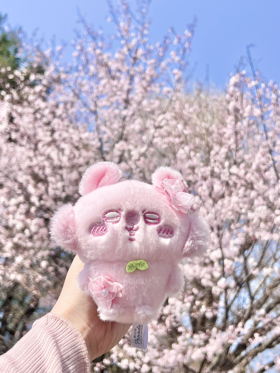 塚田綾佳🩷あやぽん🩷 tweet media