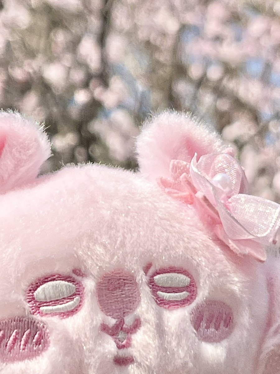 塚田綾佳🩷あやぽん🩷 tweet media