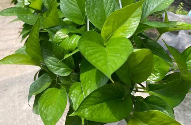 jennie wallis tweet media