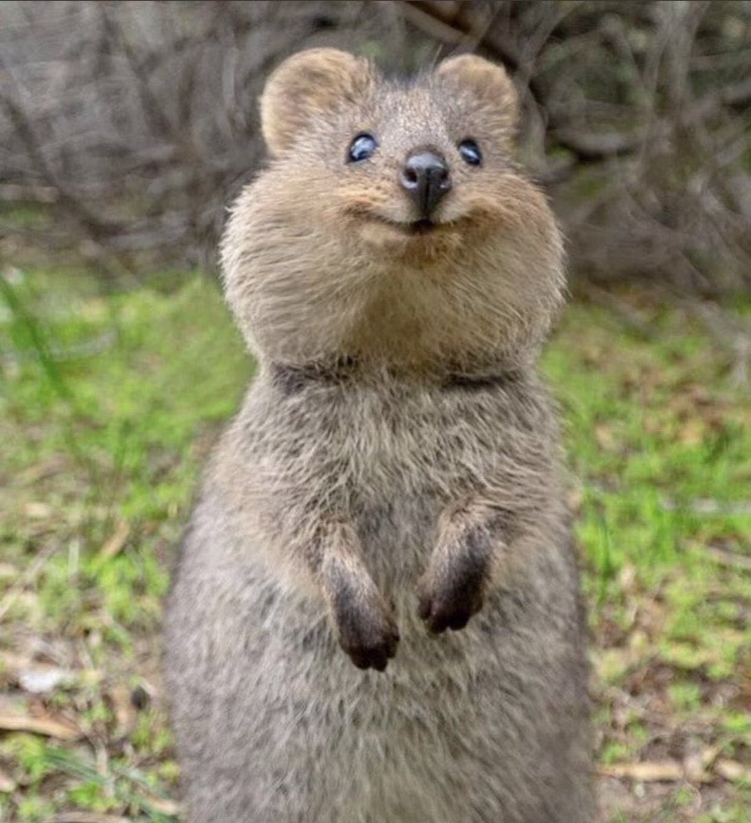 蓮🐼🧡 tweet media