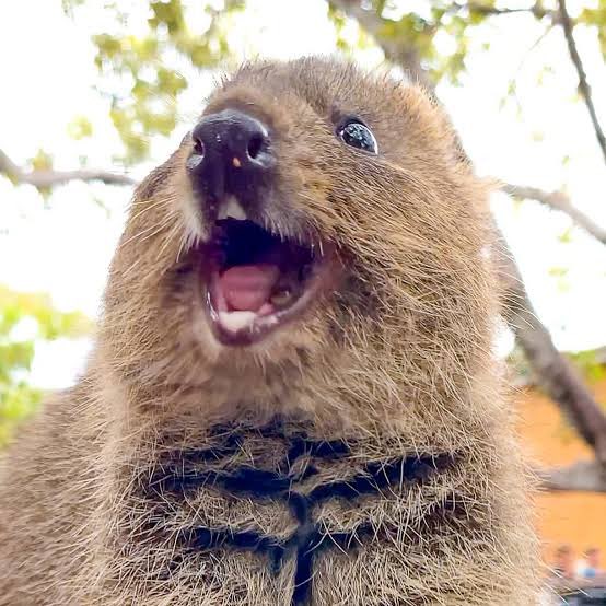 蓮🐼🧡 tweet media