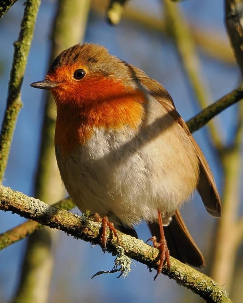 Ireland's Trees & Mythology tweet media