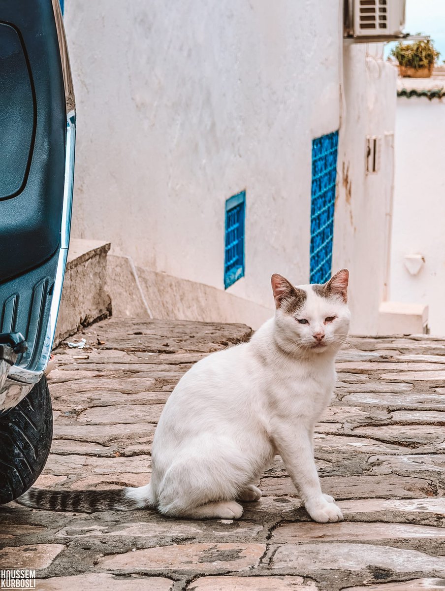 AfrikyaTN's tweet image. Delightfully lost, we decided to follow our fluffy guide awaiting on the foot of a posing car, both blending with the pristine palette of #Tunisia's #SidiBouSaid, stylized decades before #Santorini embraced its hues, painted through the lens of @KorbosliHoussem