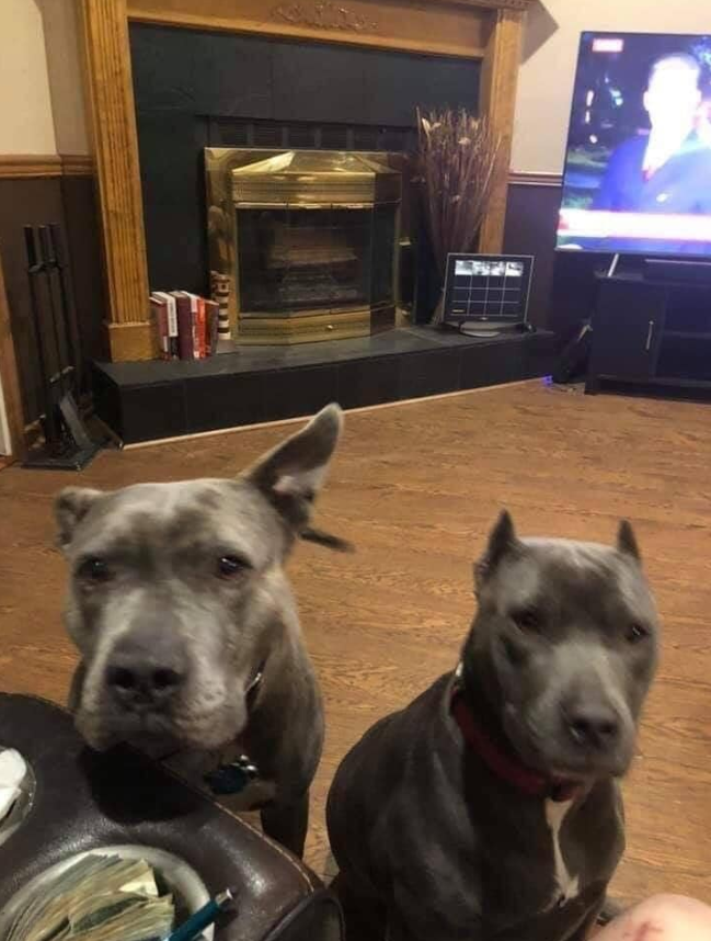 Best in Dogs tweet media