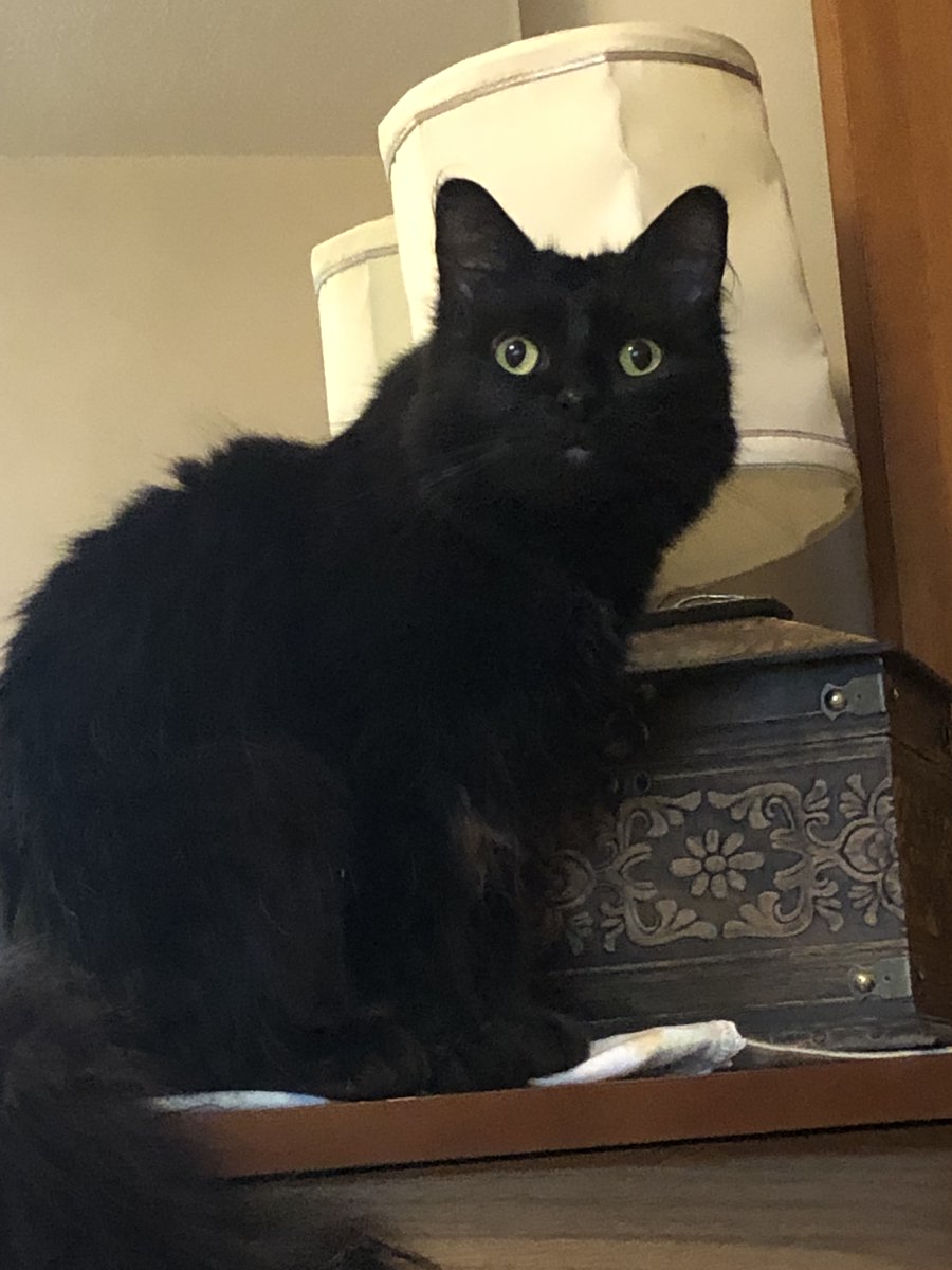 🇨🇦 Heyday🐾🌊 tweet media