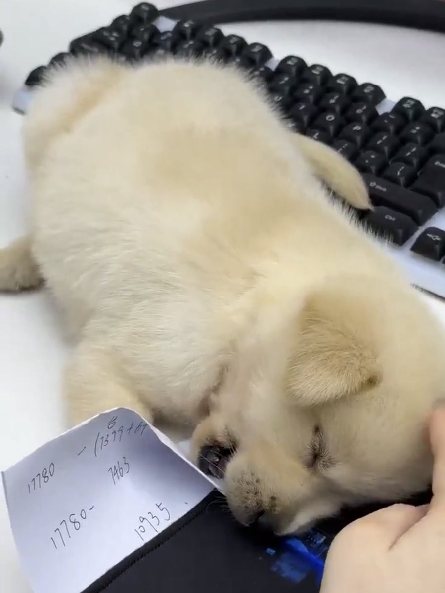 똥개 운학 tweet media