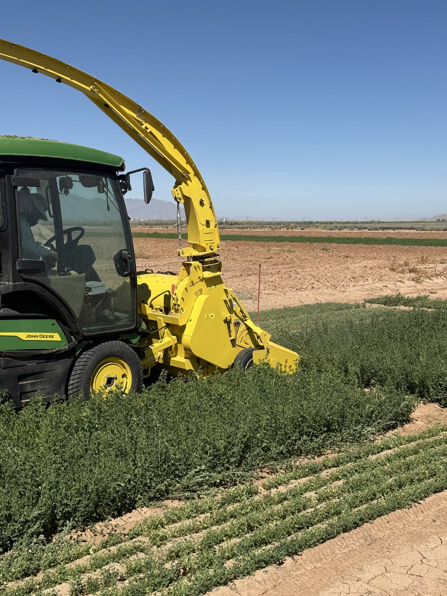UA_SINGHLAB's tweet photo. First cutting of #alfalfa varieties trial with #36A harvester. We are characterizing roundup-resistant non-dormant types for vigor, greenness, physiology, and biomass.
The trial supported by Forage Gentics International and @uarizona cooperative extension. https://t.co/cgyFUvwQE3