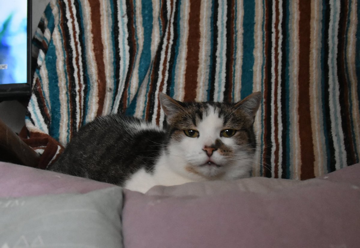 Kotkowo Pomocowo 😺 tweet media