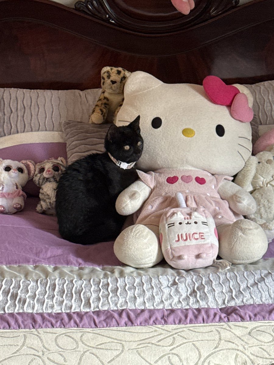 ˚. !! 𝓐𝘮𝘦𝘭𝘪𝘵𝘢 𝜗𝜚 . 🐁 tweet media