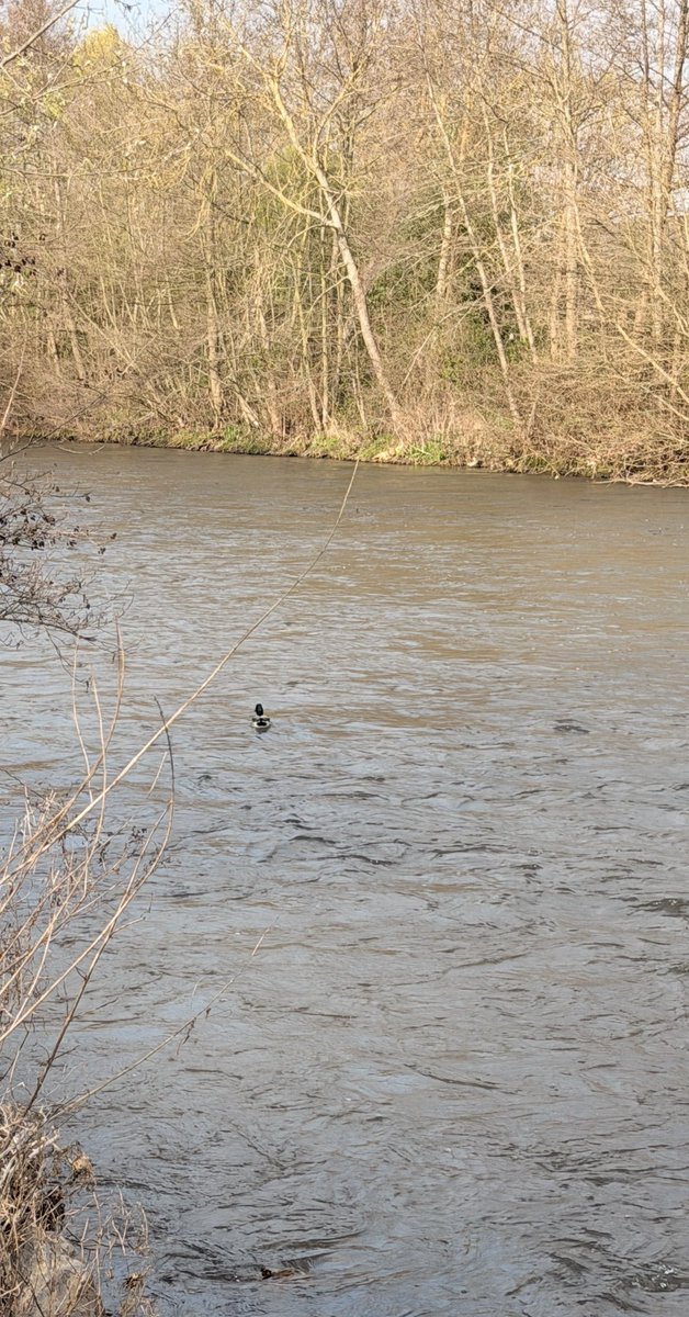 Sanaa Moubtassim tweet media