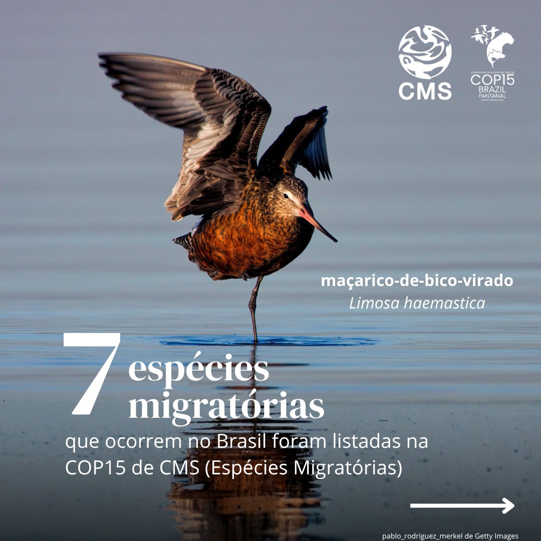 Programa da ONU para o Meio Ambiente tweet media