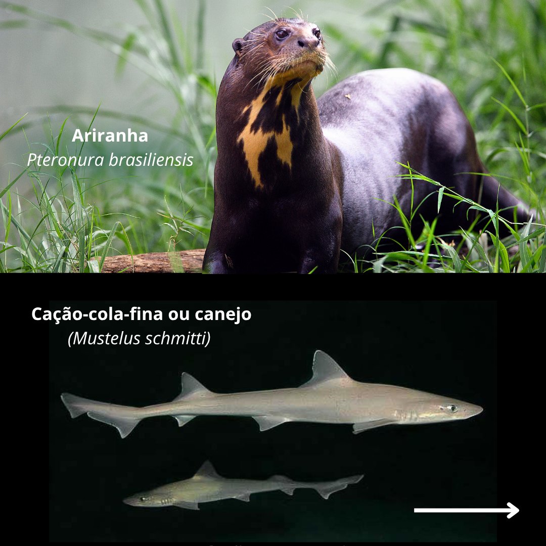 Programa da ONU para o Meio Ambiente tweet media